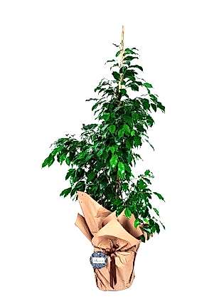 Ficus Benjamin Saksı Çiçeği