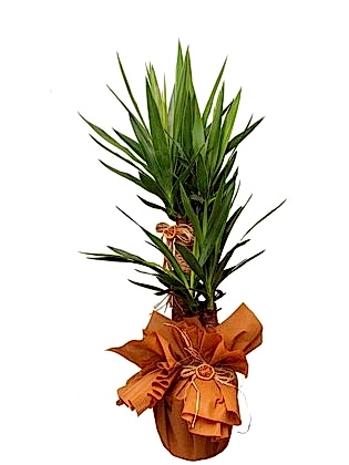 Yucca 2 Köklü