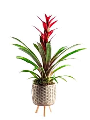 Ayaklı Guzmania Wish