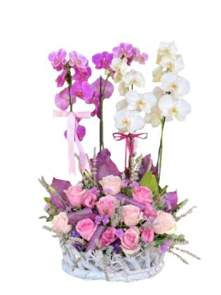 Pretty Orchıd and Rosery World