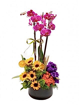 Double Purple Orkide