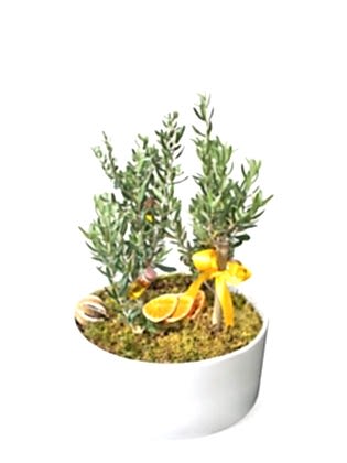 4 Adet Midi Zeytin Ağacı