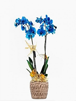 Mavi Orkide Blue Leaf Blue Orchid