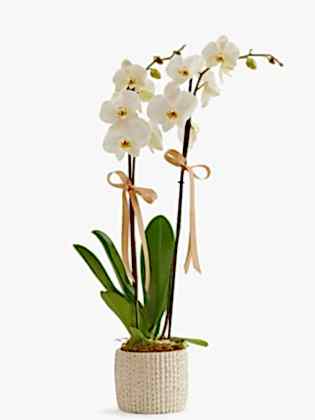 Orchidee Prive Motif