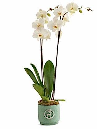Green Orchid