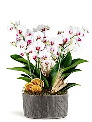 Deluxe White Orchid