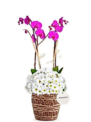 Double Sweet Purple Orkide