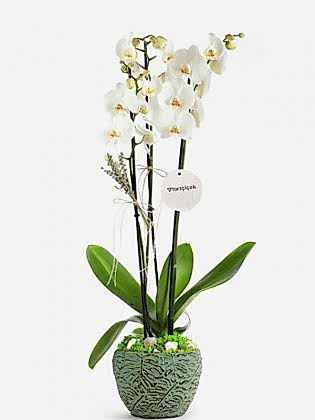 Double White Orkide