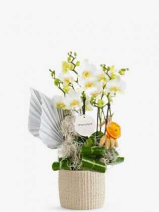 White Multi Midi Orkide