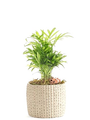 Mini Palm