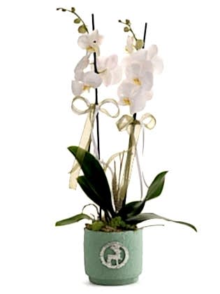 Charming White Orchid