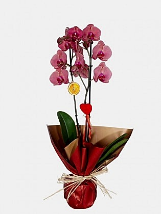 Fire Orchid